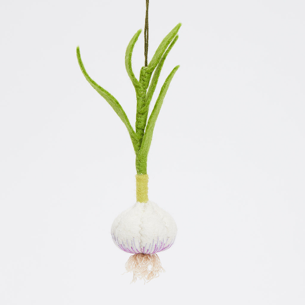 Plante d'ail ornementale
