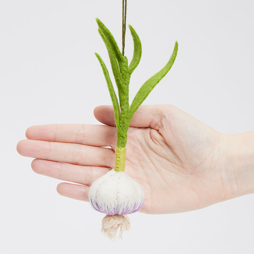 Plante d'ail ornementale